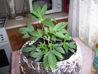100_0709.jpg