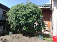 0908.baudejas.SuperSkunkXNirvanaSpecial.jpg