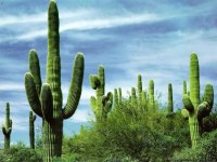 mexico_cactus_2.jpg