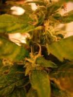 DSCN5541.JPG