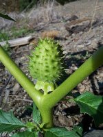 450px-Datura_stramonium-3.jpg