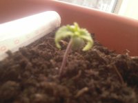 Photo-0137.jpg