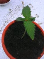DSC00010.jpg
