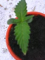 DSC00011.jpg