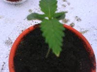 DSC00012.JPG