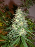 45f420b5c968.jpg