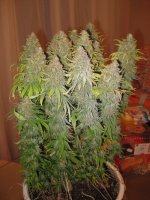 IMG_0539.JPG
