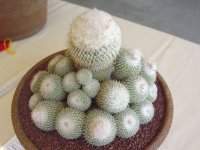 e_micromeris_600.jpg