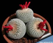 Epithelantha_micromeris_fr_810.jpg