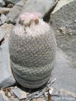Epithelantha-micromeris-032804-Anteojo-019.jpg