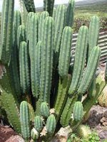 220px-Starr_070320-5799_Echinopsis_pachanoi.jpg