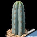 Trichocereus_pachanoi_810.jpg