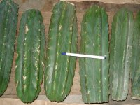 trichocereus_pachanoi_cacti_cuttings.jpg