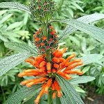 Leonotis_leonurus300.jpg Leonotis_leonurus300.jpg