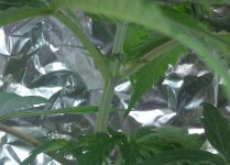 Haze zoom.jpg Haze zoom.jpg