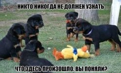 сс.jpg