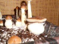 DSCN1453.JPG