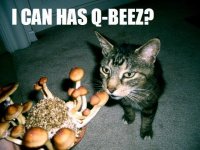 603451985-603298177-cubecat.jpg