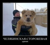 челя.jpg