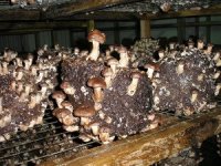 shiitake-01.jpg