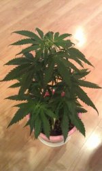 Haze_06_02.jpg Haze_06_02.jpg