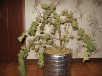 IMG_0225.JPG