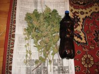 IMG_0227.JPG