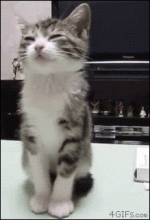 70450f06c70ea203.gif