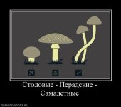 486667_stolovyie-peradskie-samaletnyie.jpg