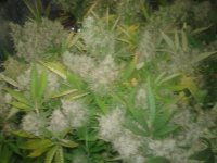 20120823_222822.jpg