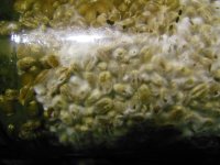 DSCN1531.JPG