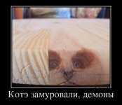 94410403_kote-zamurovali-demonyi.jpg