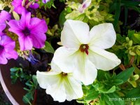 IMG-20190801-WA0025.jpg