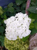 IMG-20190801-WA0021.jpg