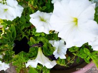 IMG-20190801-WA0022.jpg