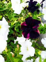 IMG-20190801-WA0023.jpg