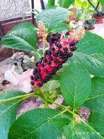 IMG-20190801-WA0032.jpg