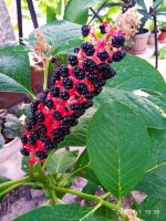 IMG-20190801-WA0029.jpg