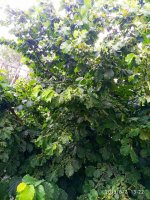 IMG-20190802-WA0064.jpg
