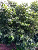 IMG-20190802-WA0048.jpg