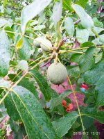 IMG-20190802-WA0069.jpg