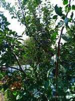 IMG-20190802-WA0068.jpg