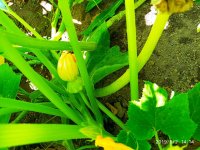 IMG-20190802-WA0066.jpg