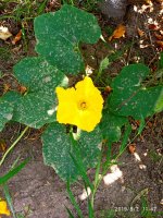 IMG-20190802-WA0031.jpg