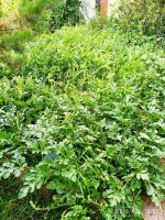 IMG-20190802-WA0041.jpg
