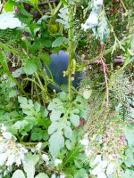 IMG-20190802-WA0040.jpg