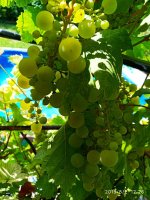 IMG-20190802-WA0017.jpg
