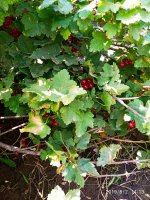 IMG-20190802-WA0075.jpg