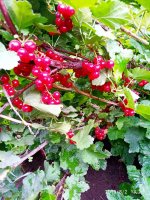 IMG-20190802-WA0074.jpg