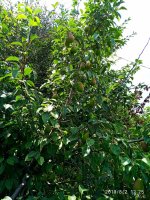 IMG-20190802-WA0077.jpg